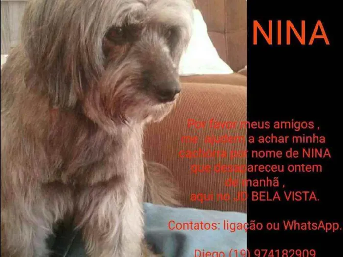 Cachorro ra a Vira lata idade 6 ou mais anos nome Nina