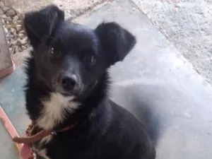 Cachorro raça Indefinida  idade 7 a 11 meses nome Lyra