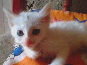 Gato raça Srd idade 2 a 6 meses nome Julio