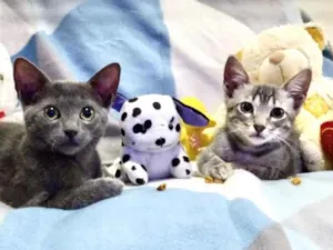 Gato raça SRD idade 2 a 6 meses nome Enzo e Eike 