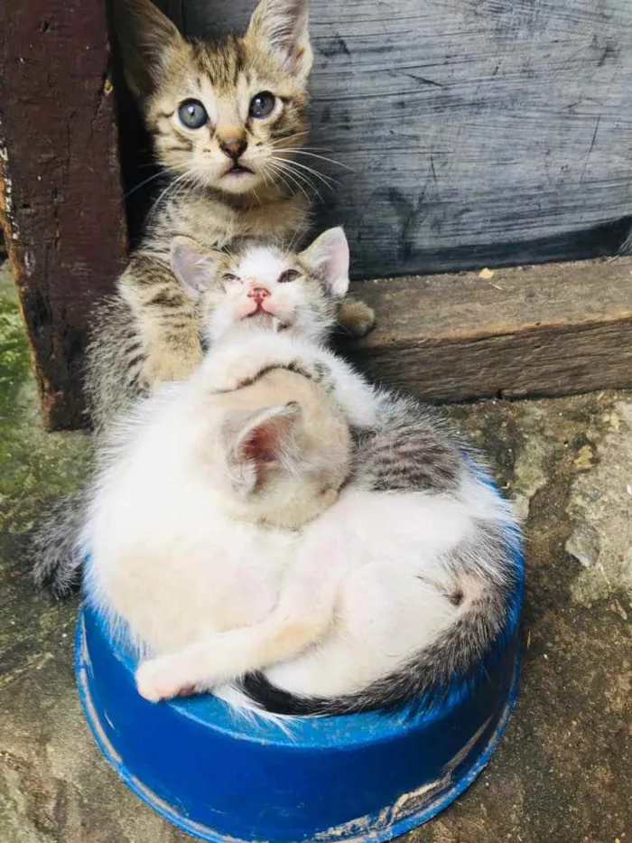 Gato ra a  idade Abaixo de 2 meses nome Anais 