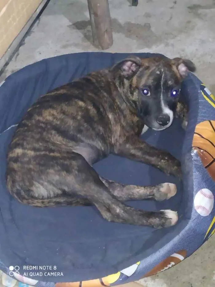 Cachorro ra a Pitbul  idade 2 a 6 meses nome Não sei 