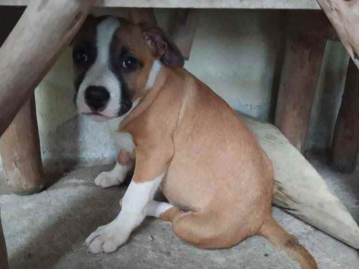 Cachorro ra a Pitbul  idade 2 a 6 meses nome Não sei 