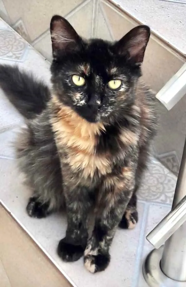 Gato ra a Mestiça  idade 2 a 6 meses nome Charlotte 
