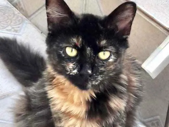 Gato ra a Mestiça  idade 2 a 6 meses nome Charlotte 