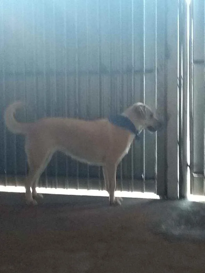 Cachorro ra a Labrador idade 1 ano nome Skay