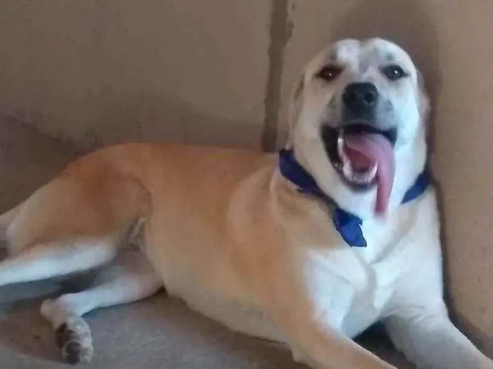 Cachorro ra a Labrador idade 1 ano nome Skay