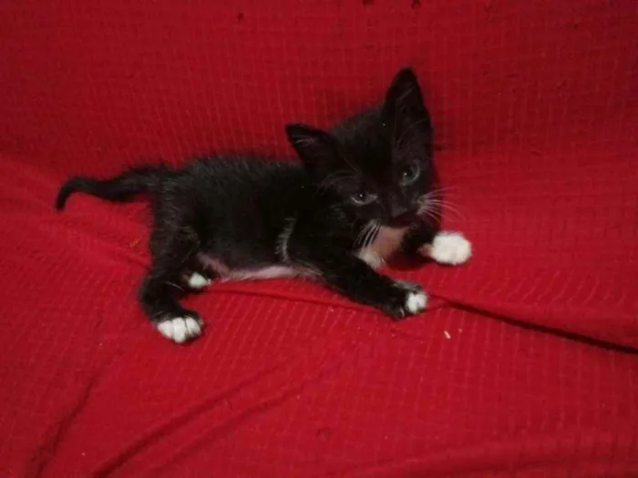 Gato raça  idade 2 a 6 meses nome Rubi