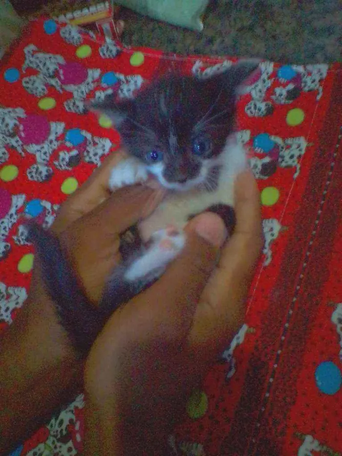 Gato raça  idade 2 a 6 meses nome Rubi