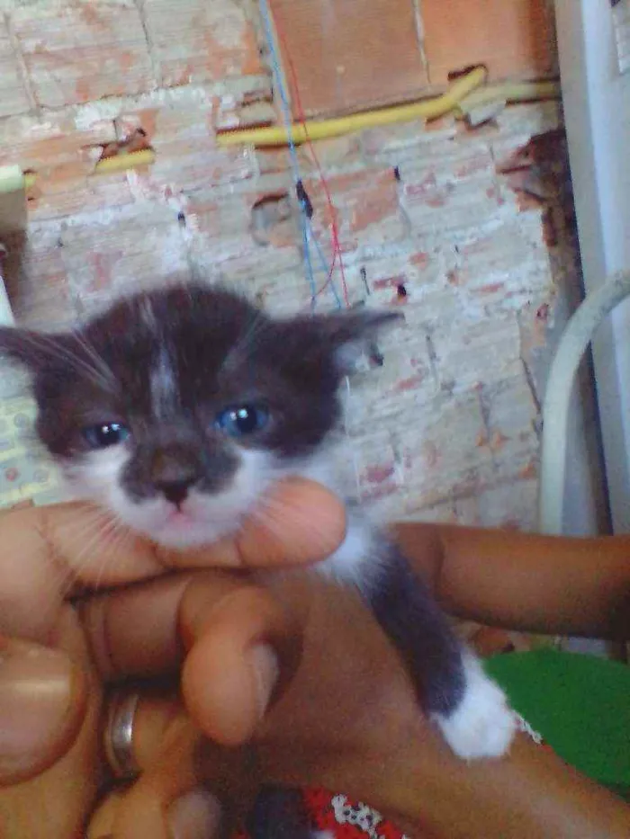 Gato raça  idade 2 a 6 meses nome Rubi