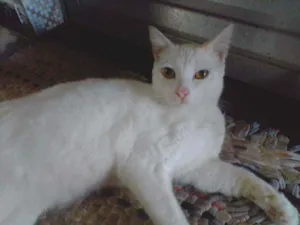 Gato raça  idade 1 ano nome Felix