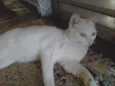 Felix