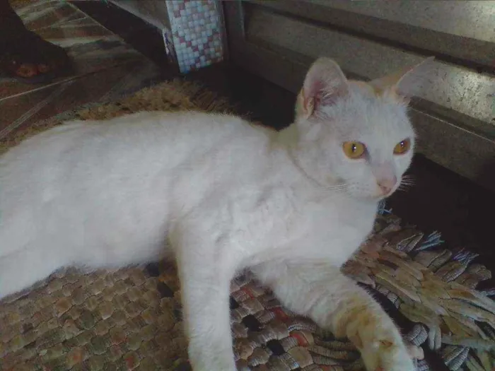 Gato raça  idade 1 ano nome Felix