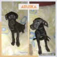 ARUSKA