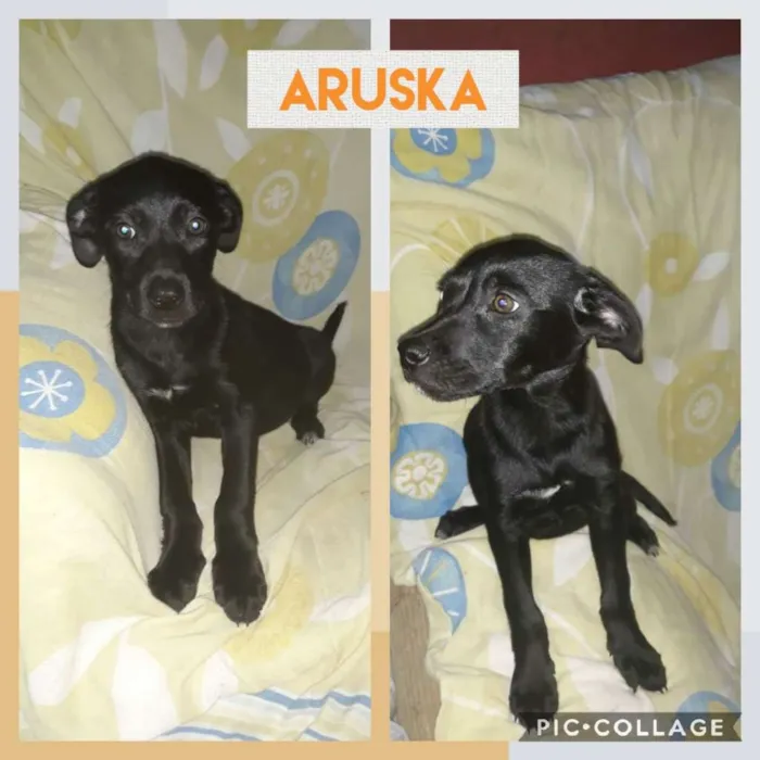 Cachorro ra a SRD-ViraLata idade 2 a 6 meses nome ARUSKA