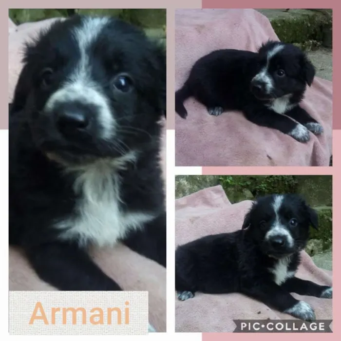 Cachorro ra a SRD-ViraLata idade 2 a 6 meses nome ARMANI