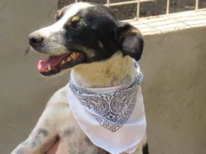 Cachorro raça SRD idade 2 anos nome Bob