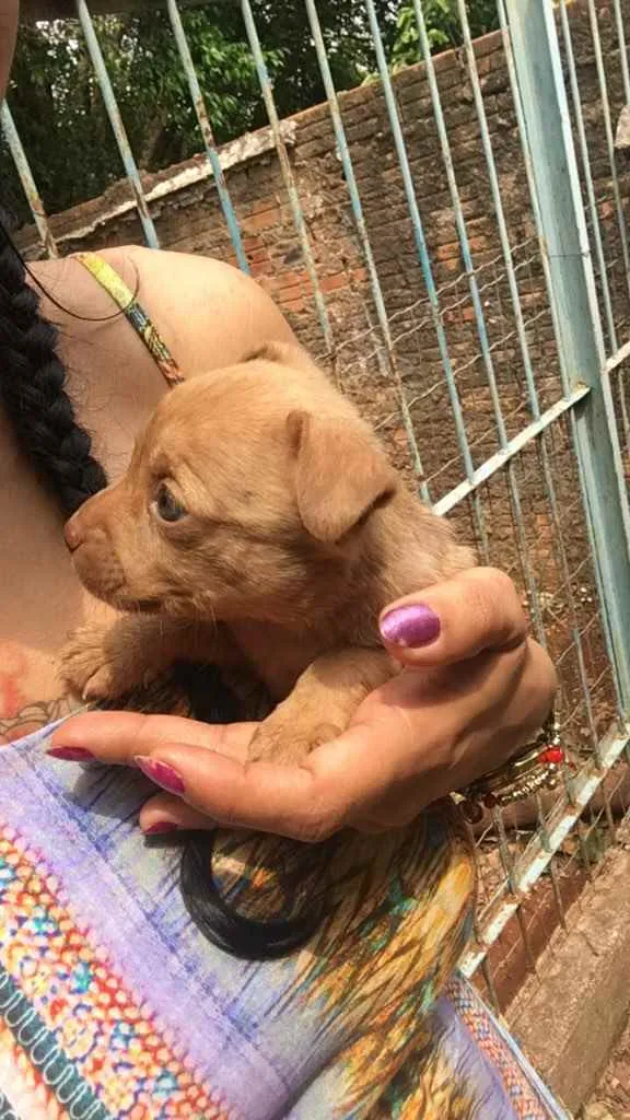 Cachorro ra a SRD idade Abaixo de 2 meses nome Sem nome (filhotes)