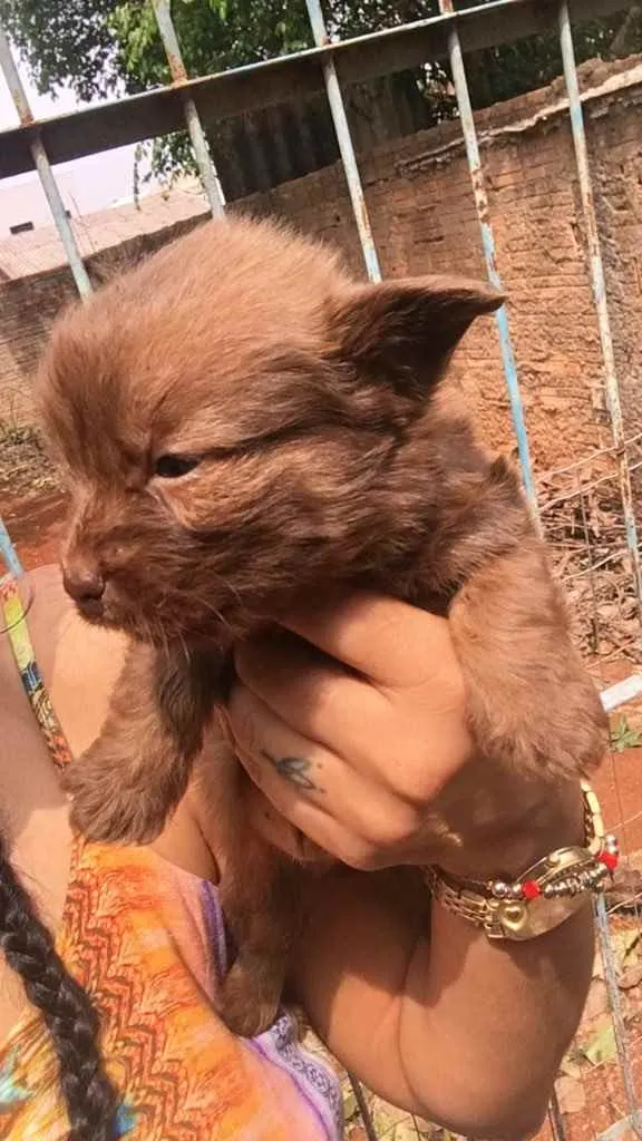 Cachorro ra a SRD idade Abaixo de 2 meses nome Sem nome (filhotes)