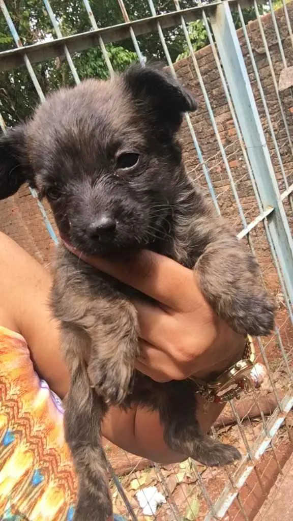 Cachorro ra a SRD idade Abaixo de 2 meses nome Sem nome (filhotes)