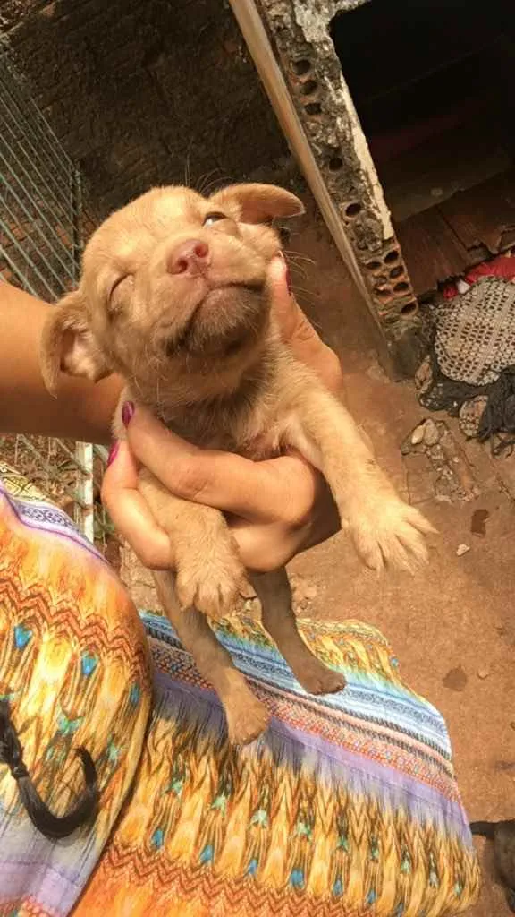 Cachorro ra a SRD idade Abaixo de 2 meses nome Sem nome (filhotes)