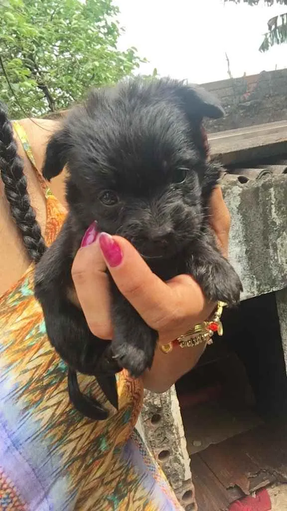 Cachorro ra a SRD idade Abaixo de 2 meses nome Sem nome (filhotes)