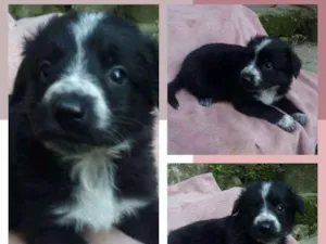 Cachorro raça SRD-ViraLata idade 2 a 6 meses nome ARMANI
