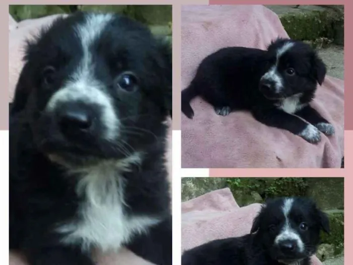 Cachorro ra a SRD-ViraLata idade 2 a 6 meses nome ARMANI