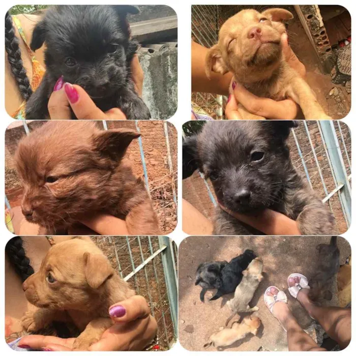 Cachorro ra a SRD idade Abaixo de 2 meses nome Sem nome (filhotes)