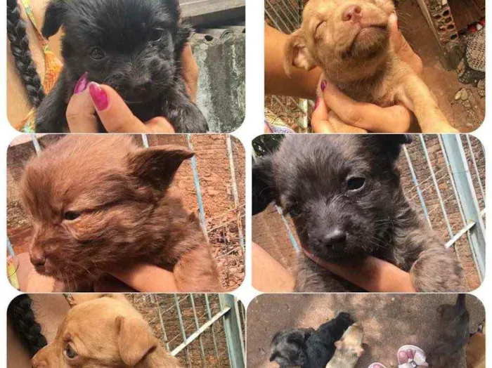 Cachorro ra a SRD idade Abaixo de 2 meses nome Sem nome (filhotes)