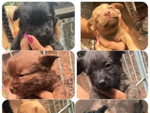 Cachorro raça SRD idade Abaixo de 2 meses nome Sem nome (filhotes)