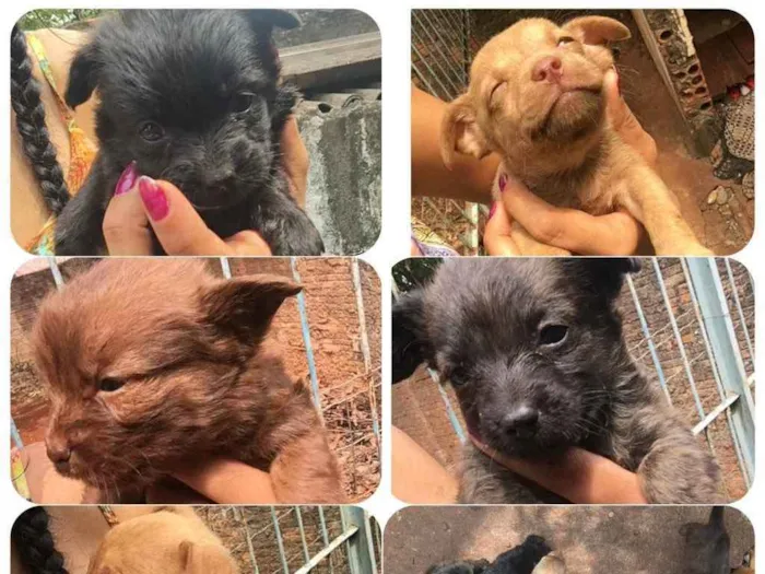 Cachorro ra a SRD idade Abaixo de 2 meses nome Sem nome (filhotes)