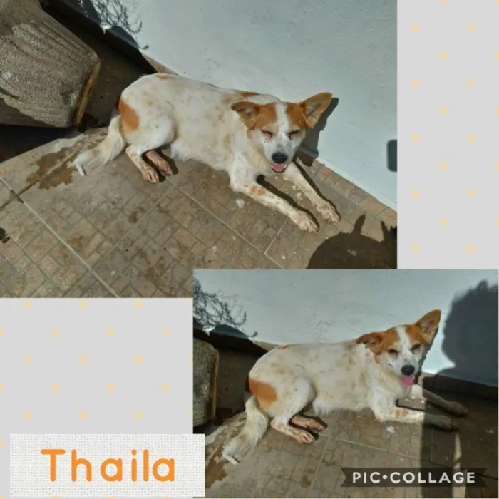Cachorro ra a SRD-ViraLata idade 4 anos nome THAILA