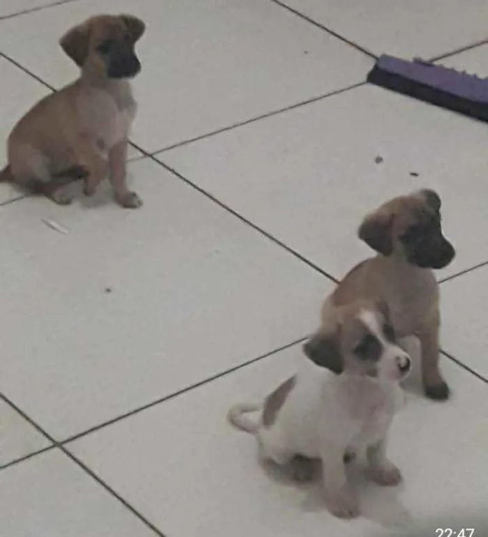 Cachorro ra a Sem raça definida idade 2 a 6 meses nome Sem nome