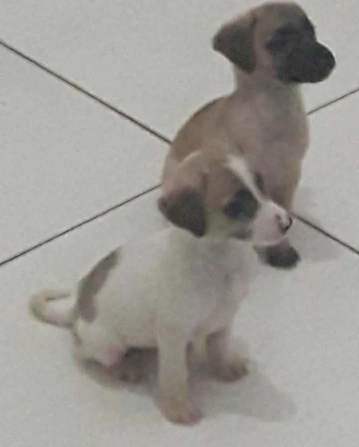 Cachorro ra a Sem raça definida idade 2 a 6 meses nome Sem nome