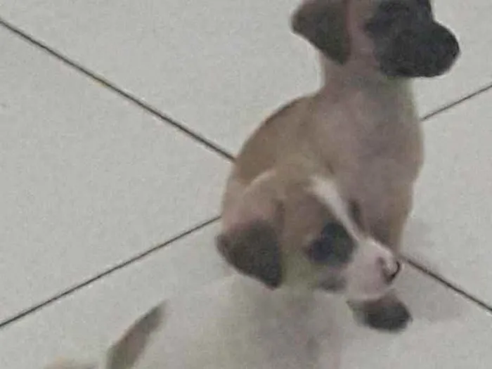 Cachorro ra a Sem raça definida idade 2 a 6 meses nome Sem nome