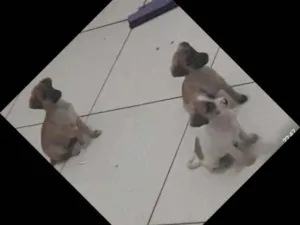 Cachorro raça Sem raça definida idade 2 a 6 meses nome Sem nome