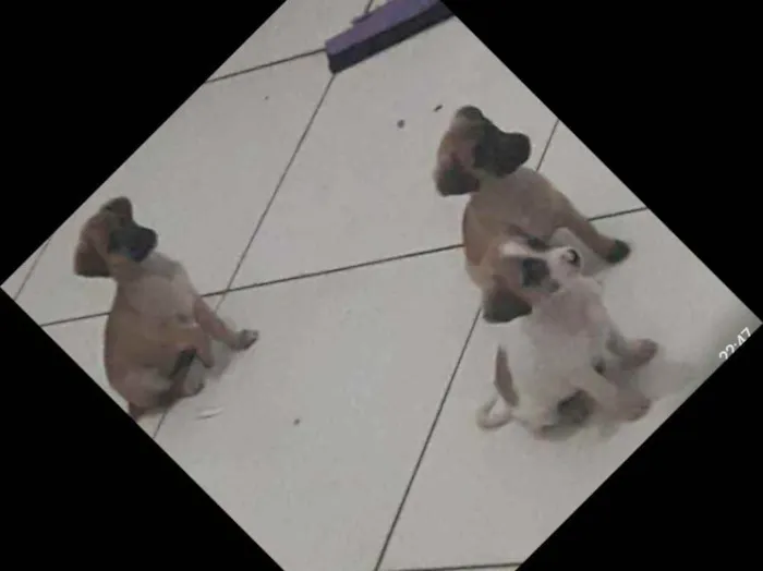 Cachorro ra a Sem raça definida idade 2 a 6 meses nome Sem nome