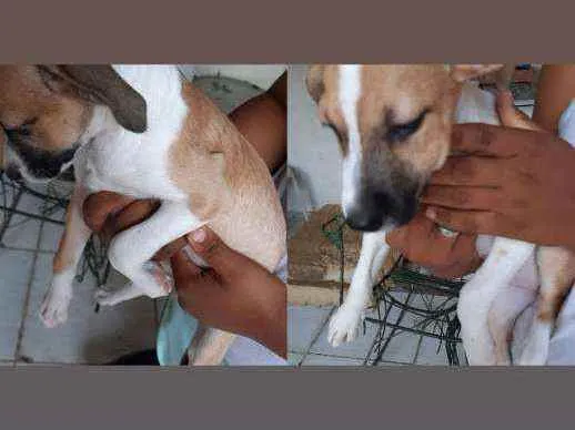 Cachorro raça Vira-lata  idade 2 a 6 meses nome Sem nome