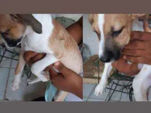 Cachorro raça Vira-lata  idade 2 a 6 meses nome Sem nome