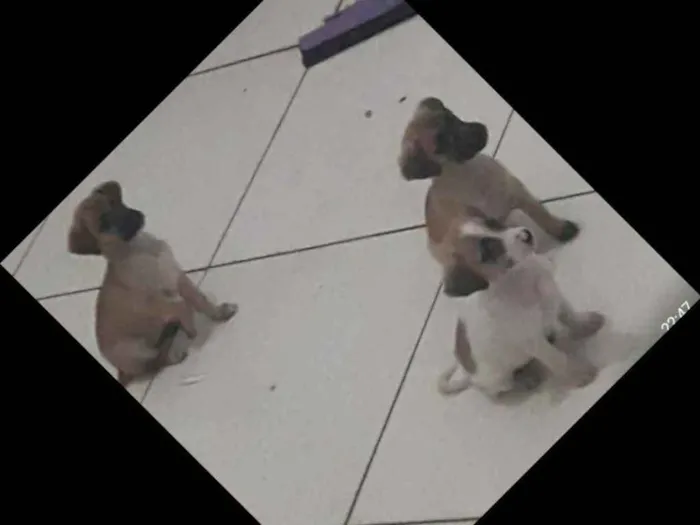 Cachorro ra a Sem raça definida idade 2 a 6 meses nome Sem nome