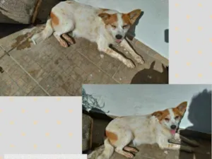 Cachorro raça SRD-ViraLata idade 4 anos nome THAILA