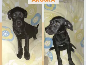 Cachorro raça SRD-ViraLata idade 2 a 6 meses nome ARUSKA