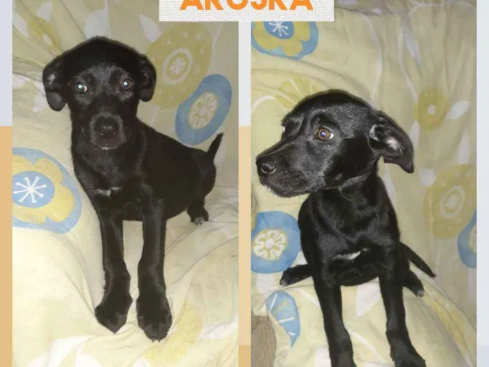 Cachorro ra a SRD-ViraLata idade 2 a 6 meses nome ARUSKA
