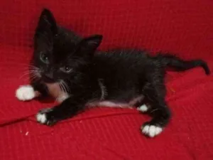 Gato raça  idade 2 a 6 meses nome Rubi
