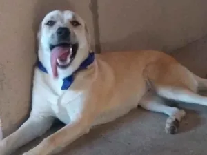 Cachorro raça Labrador idade 1 ano nome Skay