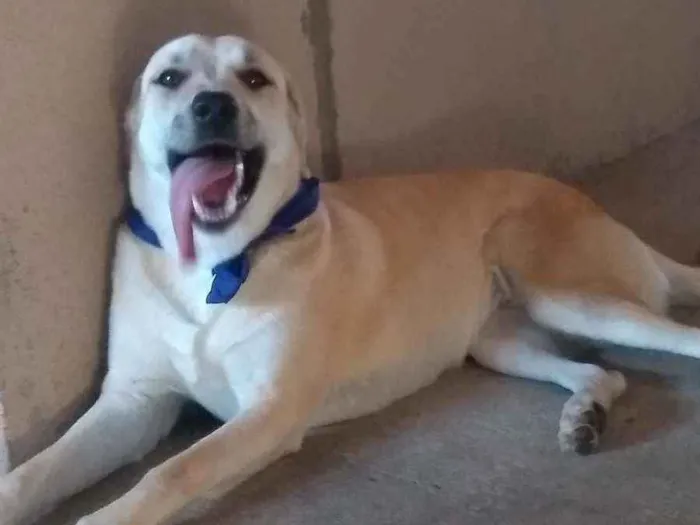 Cachorro ra a Labrador idade 1 ano nome Skay