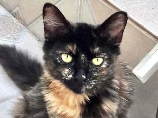 Gato ra a Mestiça  idade 2 a 6 meses nome Charlotte 