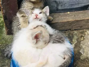 Gato raça  idade Abaixo de 2 meses nome Anais 