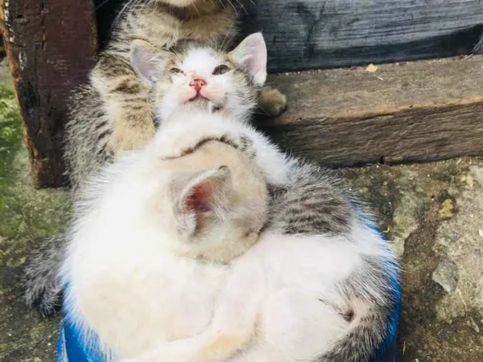 Gato ra a  idade Abaixo de 2 meses nome Anais 